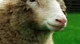 Timeline: History of Cloning Biotechnology