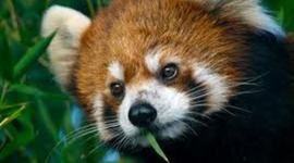 Timeline: American Pageant Chapter 6