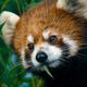 Red panda