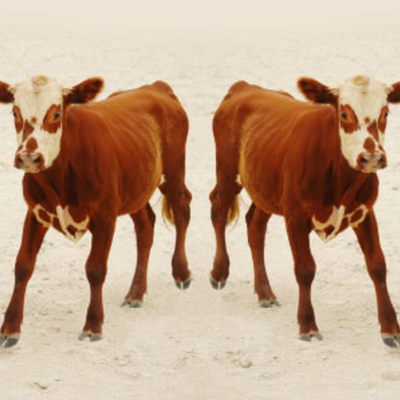 Timeline: Biotech Cloning Timeline