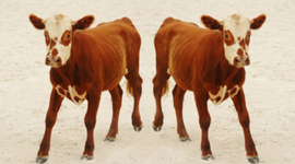 Timeline: Biotech Cloning Timeline