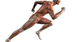 Timeline: MEJORA RENDIMIENTO FISICO A TRAVES DEL TROTE