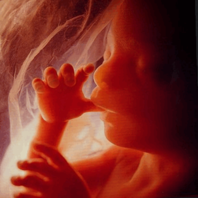 Timeline: Conception to Birth Month by Month