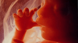 Timeline: Conception to Birth Month by Month