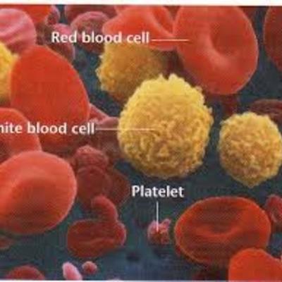 Timeline: Blood History