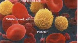 Timeline: Blood History