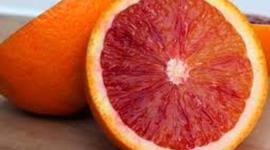 Timeline: Blood History, Yo