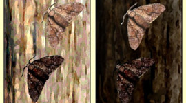 Timeline: Theories of Evolution