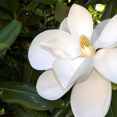 Timeline: The History of Mississippi