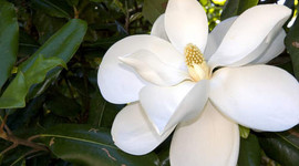 Timeline: The History of Mississippi