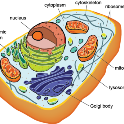 Timeline: The beginning of time: Cells are formed