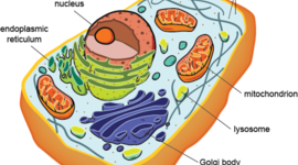 Timeline: The beginning of time: Cells are formed