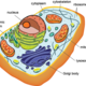 Biobook cells 1