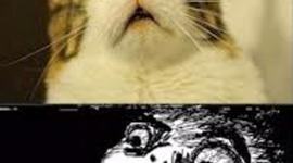 Timeline: Hall Civil war timeline