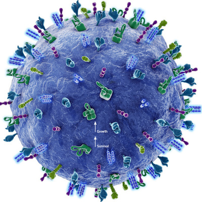Timeline: Cell Discovery Theory