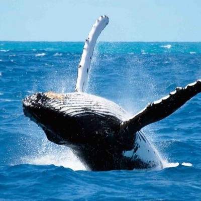 Timeline: My Journey