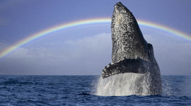 Timeline: Iris's Travels