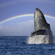 Humpback breaching rainbow 800