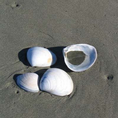 Timeline: Four days in the life of the estuary