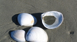 Timeline: Four days in the life of the estuary