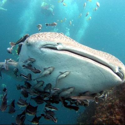 Timeline: Whale of a Tale