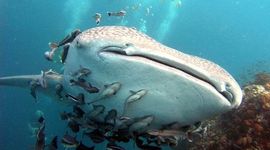 Timeline: Whale of a Tale