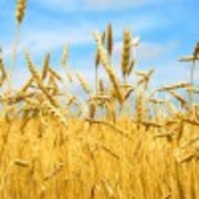 Timeline: История хлеба разных стран