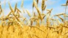 Timeline: История хлеба разных стран