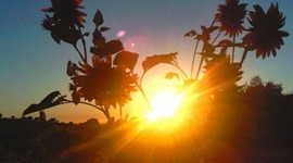 Timeline: Era Of Activism (Caparelli)