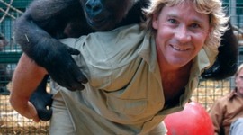 Timeline: Steve Irwin