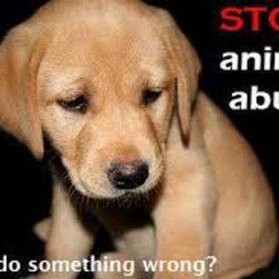 Timeline: History of Animal Cruelty
