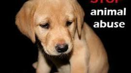Timeline: History of Animal Cruelty