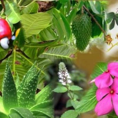 Timeline: HISTORIA DE LA BOTANICA