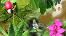 Timeline: HISTORIA DE LA BOTANICA