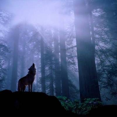 Timeline: Alpha Wolf Squadron