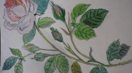 Timeline: "La misma flor que hoy admiráis mañana estará muerta"