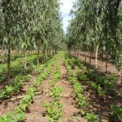 Timeline: EVOLUCION HISTORICA DE LA AGROFORESTERIA