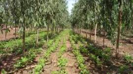 Timeline: EVOLUCION HISTORICA DE LA AGROFORESTERIA