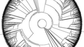 Timeline: Evolution Figures