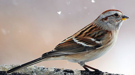 Timeline: Journey of the sparrow