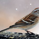 American tree sparrow sim 1