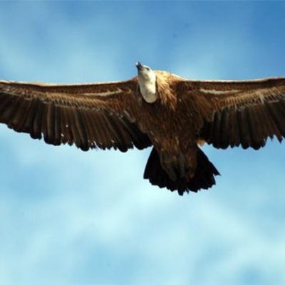 Timeline: Ultimate Vulture Timeline