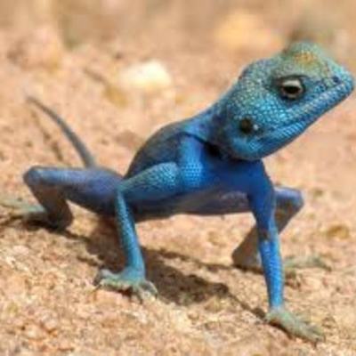 Timeline: Historia del lenguaje