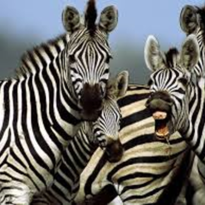 Timeline: Leslie's life