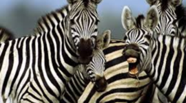 Timeline: Leslie's life