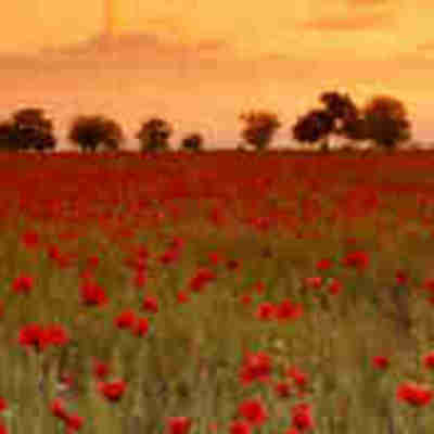 Timeline: First World War