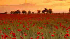 Timeline: First World War