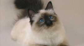 Timeline: Шкала времени курса по математике