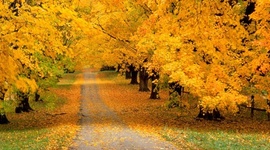 Timeline: HELEN camino hacia la tecnologia