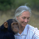 Jane goodall 1